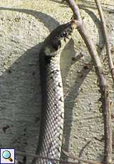 Ringelnatter (European Grass Snake, Natrix natrix)