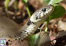 Ringelnatter (European Grass Snake, Natrix natrix)