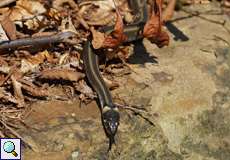 Gestreifte Ringelnatter (European Grass Snake, Natrix natrix persa), dieses Individuum wurde sehr wahrscheinlich von einem Tierhalter ausgesetzt