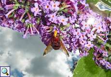 Hornissenschwebfliege (Volucella zonaria) auf Schmetterlingsflieder (Buddleja davidii) auf dem Tippelsberg