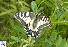 Schwalbenschwanz (Papilio machaon) auf dem Tippelsberg