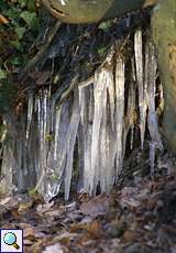 Eiszapfen unter einer Baumwurzel am Ufer des Baldeneysees