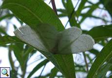 Weiblicher Weißstirn-Weißspanner (Cabera pusaria)