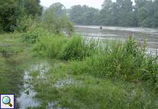 Überflutetes Ruhrufer in der Heisinger Ruhraue