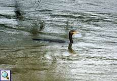 Kormoran (Phalacrocorax carbo carbo) schwimmt im Ruhrhochwasser