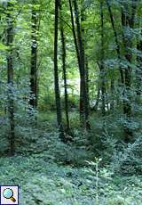 Dichter Wald im Naturschutzgebiet Oefter Tal