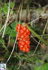 Früchte des Gefleckten Aronstabs (Arum maculatum)