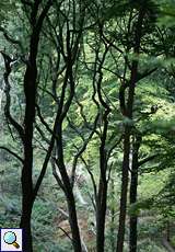 Dichter Baumbestand im Schellenberger Wald