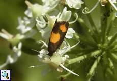 Bärenklauwickler (Tortix Moth, Pammene aurana)