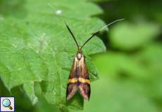 Degeers Langfühler (Longhorn Moth, Nemophora degeerella), Weibchen