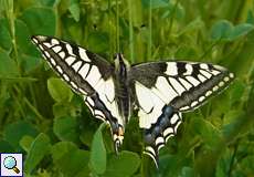 Schwalbenschwanz (Old World Swallowtail, Papilio machaon)
