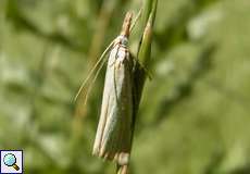 Weißer Graszünsler (Grass Veneer, Crambus perlella)