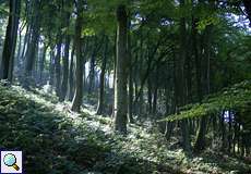 Wald am westlichen Hang des Isenbergs