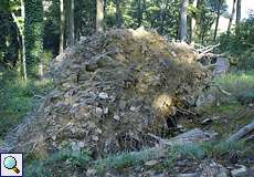 Wurzeln eines umgestürzten Baumes am Isenberg