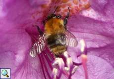 Ackerhummel (Common Carder Bumblebee, Bombus pascuorum)
