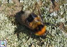 Bärtige Kuckuckshummel (Barbut's Cuckoo Bee, Bombus barbutellus)