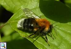 Baumhummel (Tree Bumblebee, Bombus hypnorum)
