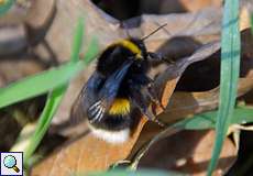 Dunkle Erdhummel (Buff-tailed Bumblebee, Bombus terrestris), Königin