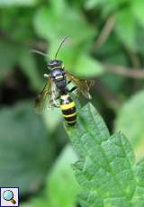 Grabwespe (Solitary Wasp, Ectemnius sp.)