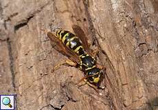 Gallische Feldwespe (Wasp, Polistes dominula)
