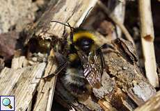 Gartenhummel (Garden Bumblebee, Bombus hortorum)