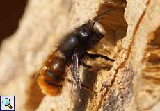 Männliche Gehörnte Mauerbiene (Mason Bee, Osmia cornuta)