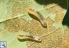 Larven der Kleinen Lindenblattwespe (Caliroa annulipes)