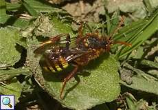 Rothaarige Wespenbiene (Cuckoo Bee, Nomada lathburiana)