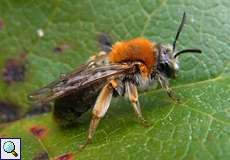 Weibliche Weibchen, Rotschopfige Sandbiene (Early Mining Bee, Andrena haemorrhoa)