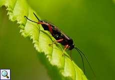 Schwarze Schlupfwespe (Black Slip Wasp, Pimpla instigator), Weibchen