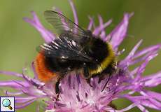 Männliche Steinhummel (Red-tailed Bumblebee, Bombus lapidarius)