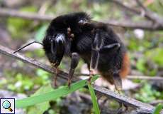 Steinhummel-Königin(Red-tailed Bumblebee, Bombus lapidarius)