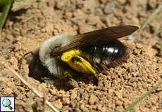 Weidensandbiene (Mining Bee, Andrena vaga)