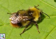 Wiesenhummel (Early Bumblebee, Bombus pratorum)