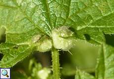 Gallen der Brennnesselgallmücke (Nettle Pouch Gall, Dasineura urticae)