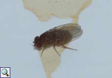 Weibliche Schwarzbäuchige Fruchtfliege (Common Fruit Fly, Drosophila melanogaster)