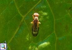 Gelbe Getreidefliege (Yellow Cereal Fly, Opomyza florum)
