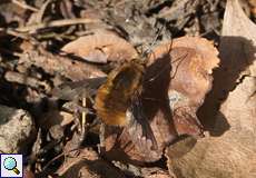 Großer Wollschweber (Large Bee Fly, Bombylius major)