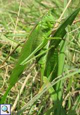 Weibliches Grünes Heupferd (Great Green Bush-cricket, Tettigonia viridissima)