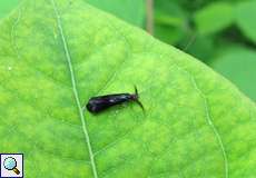Köcherfliege (Caddis Fly, Mystacides sp.)