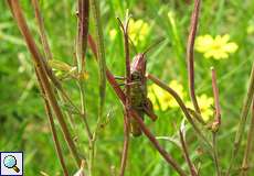 Nachtigall-Grashüpfer (Bow-winged Grasshopper, Chorthippus biguttulus)