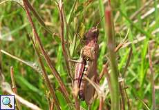 Nachtigall-Grashüpfer (Bow-winged Grasshopper, Chorthippus biguttulus)