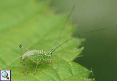 Punktierte Zartschrecke (Speckled Bush Cricket, Leptophyes punctatissima), Jungtier