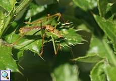 Adulte männliche Punktierte Zartschrecke (Speckled Bush Cricket, Leptophyes punctatissima)