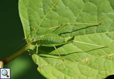 Adulte weibliche Punktierte Zartschrecke (Speckled Bush Cricket, Leptophyes punctatissima)