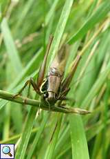 Roesels Beißschrecke (Roesel's Bush-Cricket, Roeseliana roeselii)