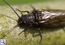 Wasserflorfliege (Alderfly, Sialis fuliginosa/lutaria/nigripes), Artenkomplex