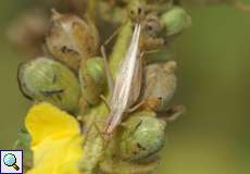 Weibliches Weinhähnchen (Italian Tree Cricket, Oecanthus pellucens)
