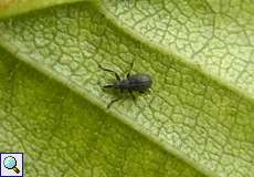 Betulapion simile (Birch Catkin Weevil)