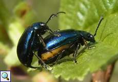 Blauer Erlenblattkäfer (Alder Leaf Beetle, Agelastica alni), Paarung